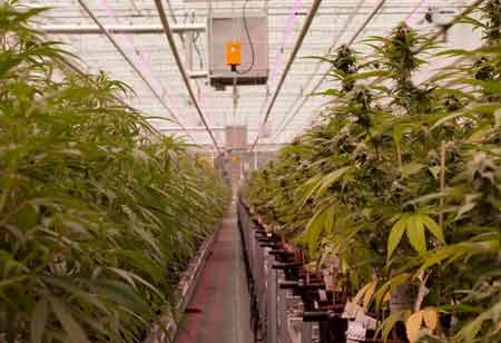 Strategic Design and Engineering Leadership for Modern Cannabis Facilities Strategic Design and Engineering Leadership for Modern Cannabis Facilities