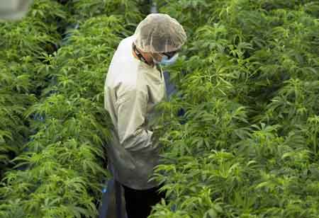 Noah Campbell, Director of Cannabis Beverage Production, Tilray, Inc. | Cannabis Business Insights
