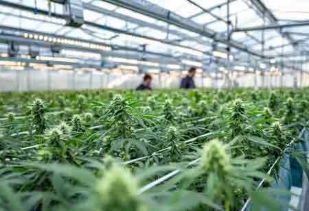 Cannabis Cultivators: Scaling Controlled Agriculture in a Highly Regulated and Quality-Driven Market Cannabis Cultivators: Scaling Controlled Agriculture in a Highly Regulated and Quality-Driven Market