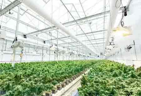 Elevating Cannabis Cultivation: The Importance of Engineering in Modern Operations Elevating Cannabis Cultivation: The Importance of Engineering in Modern Operations